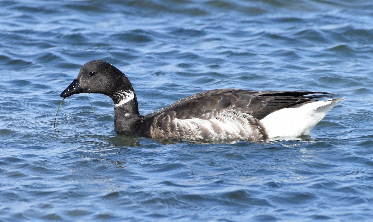 berneška tmavá (ssp. nigricans) - ML616052617