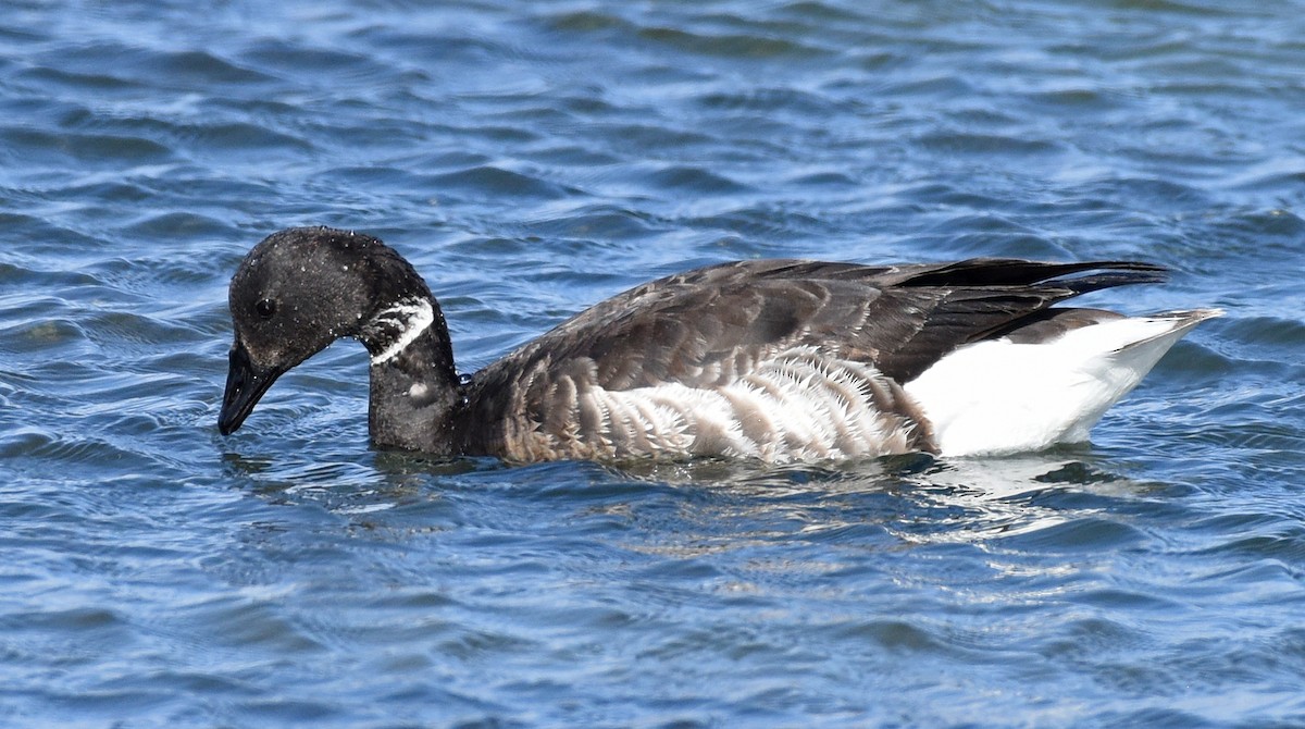 Barnacla Carinegra (nigricans) - ML616052618