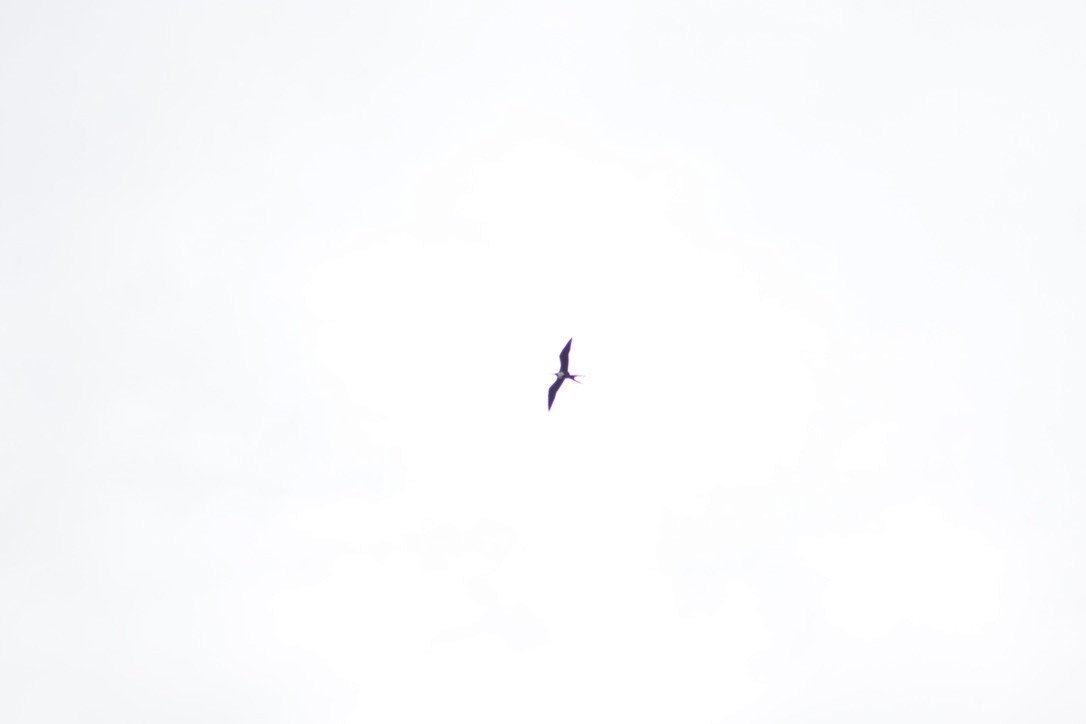 Magnificent Frigatebird - ML616052620