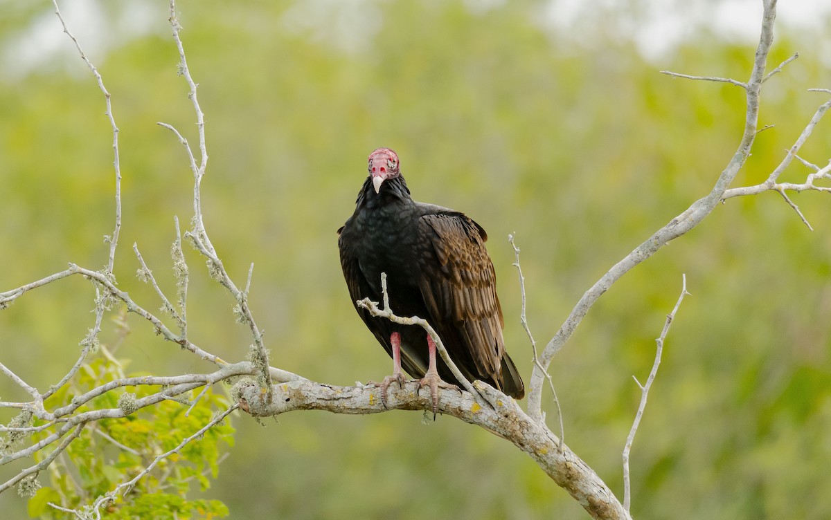 Urubu à tête rouge - ML616052649