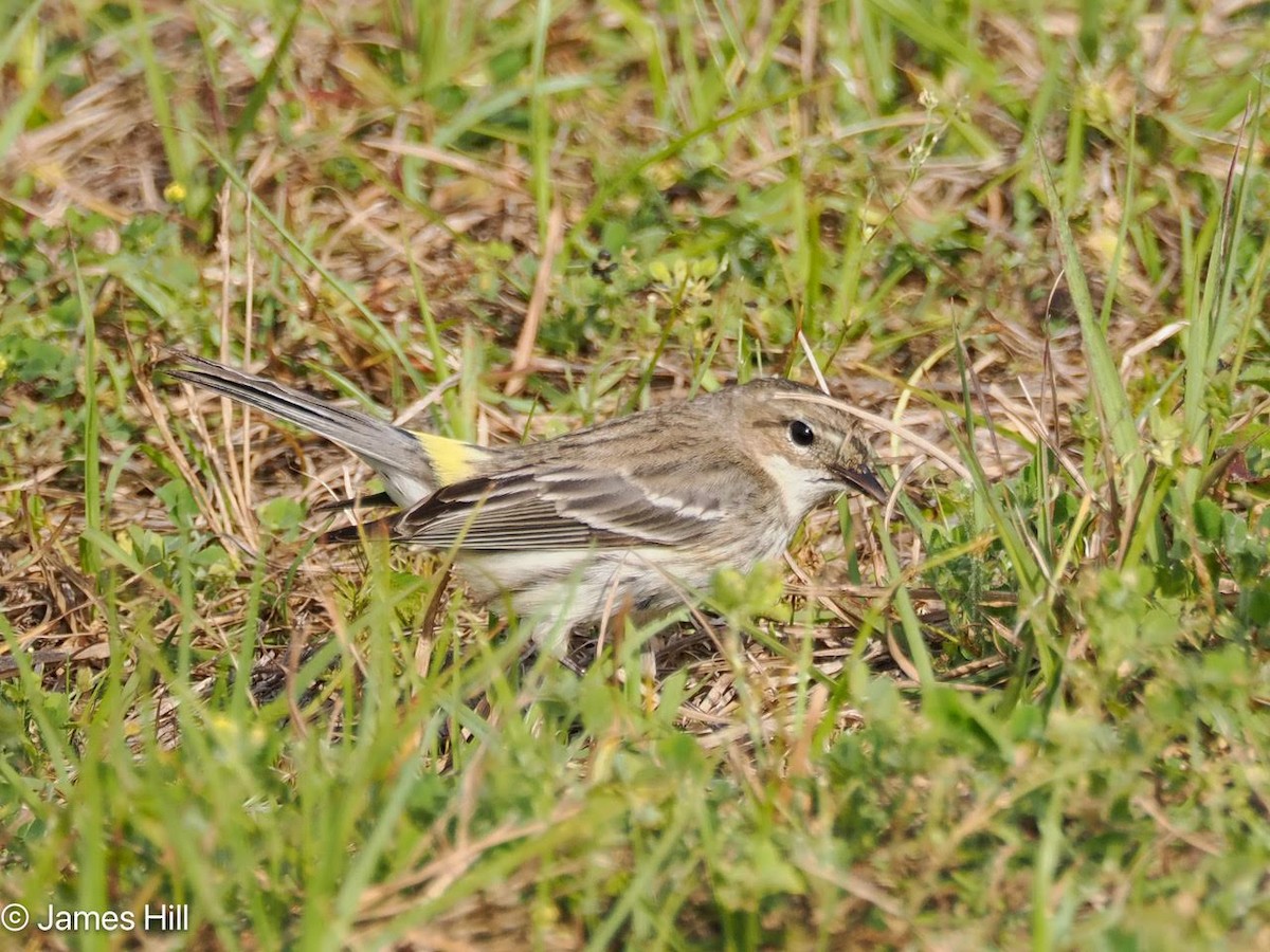 Yellow-rumped Warbler - ML616052650