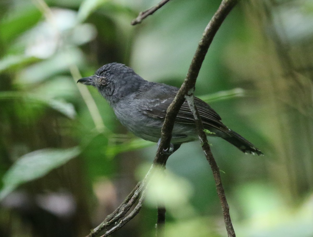 Mouse-colored Antshrike - Andrew Vallely