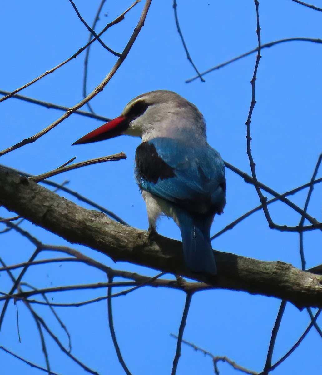 Woodland Kingfisher - ML616052783