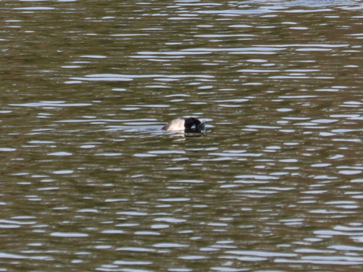 Greater Scaup - ML616052803