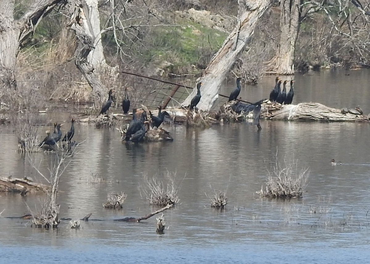 Double-crested Cormorant - ML616052818