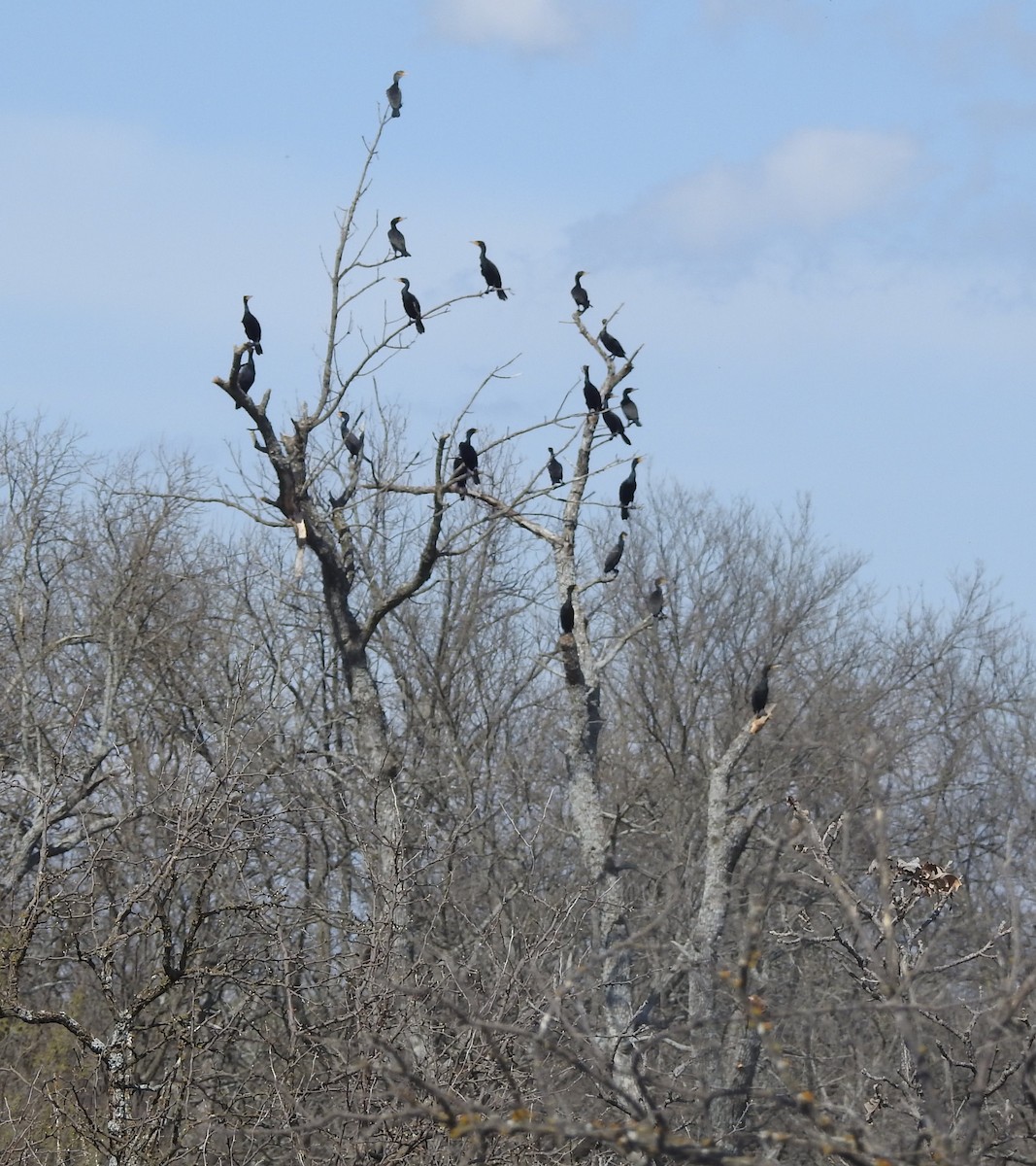 Double-crested Cormorant - ML616052819