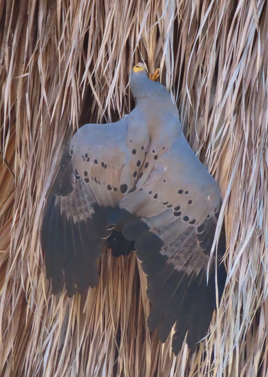 African Harrier-Hawk - ML616052837