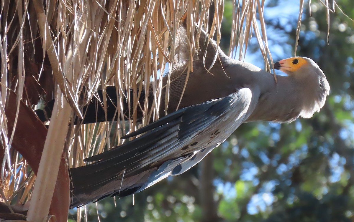 African Harrier-Hawk - Sheridan Samano