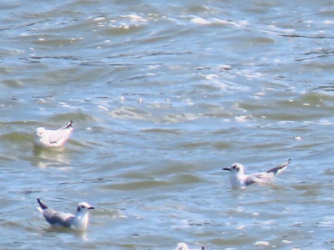 Bonaparte's Gull - ML616052849