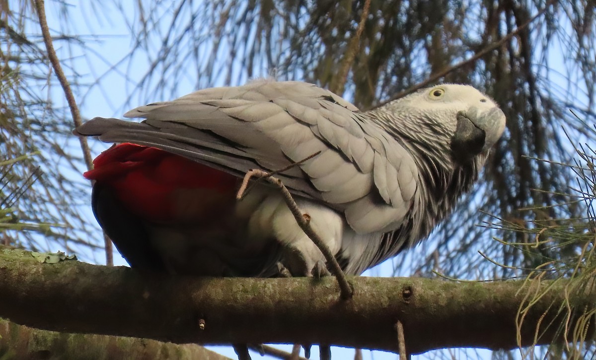 Gray Parrot - Sheridan Samano