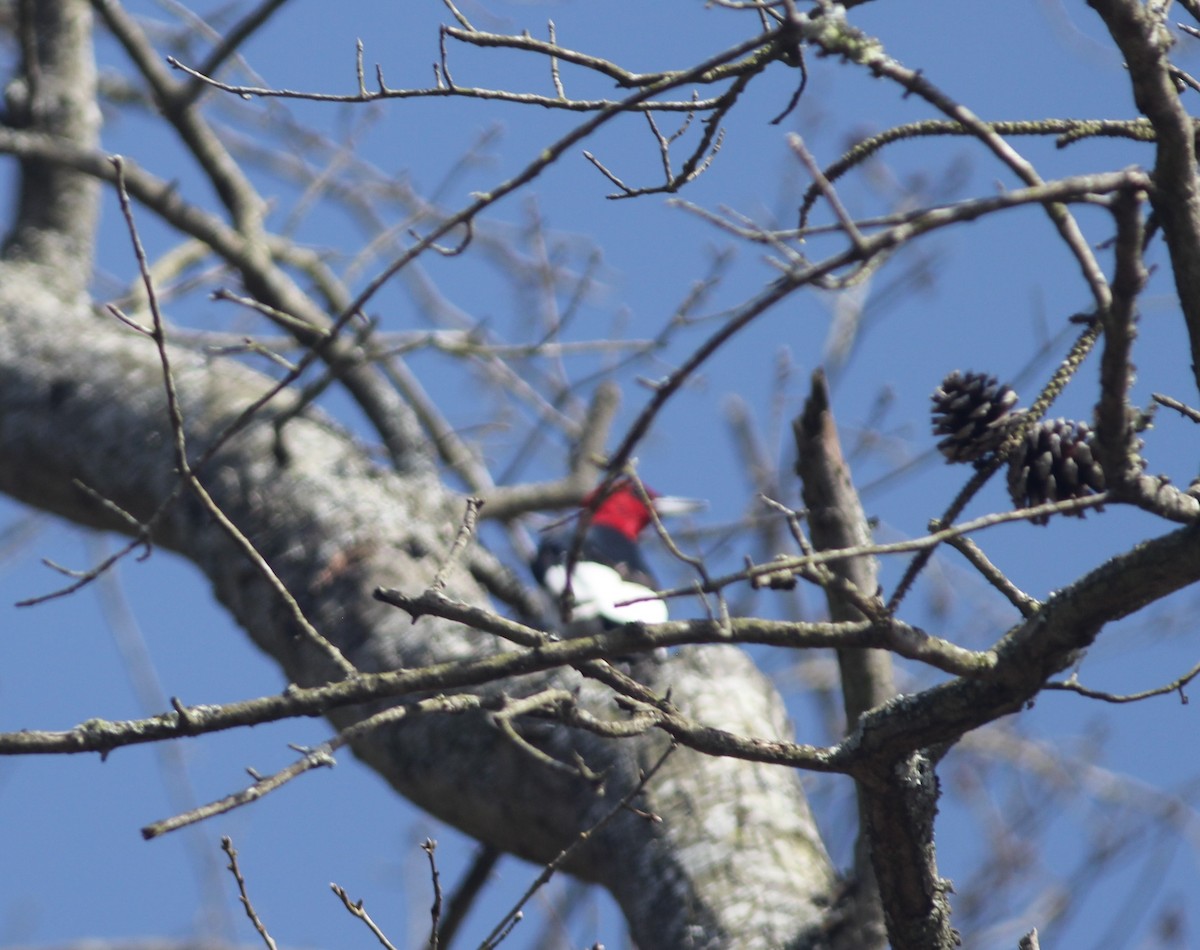 Red-headed Woodpecker - ML616052882