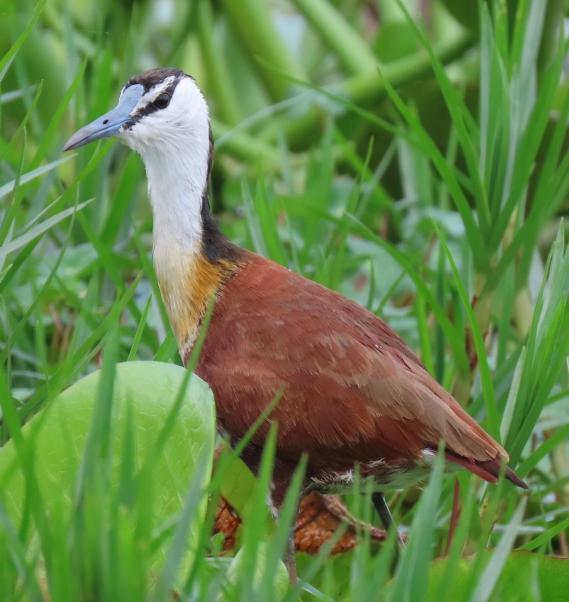 Jacana à poitrine dorée - ML616052899