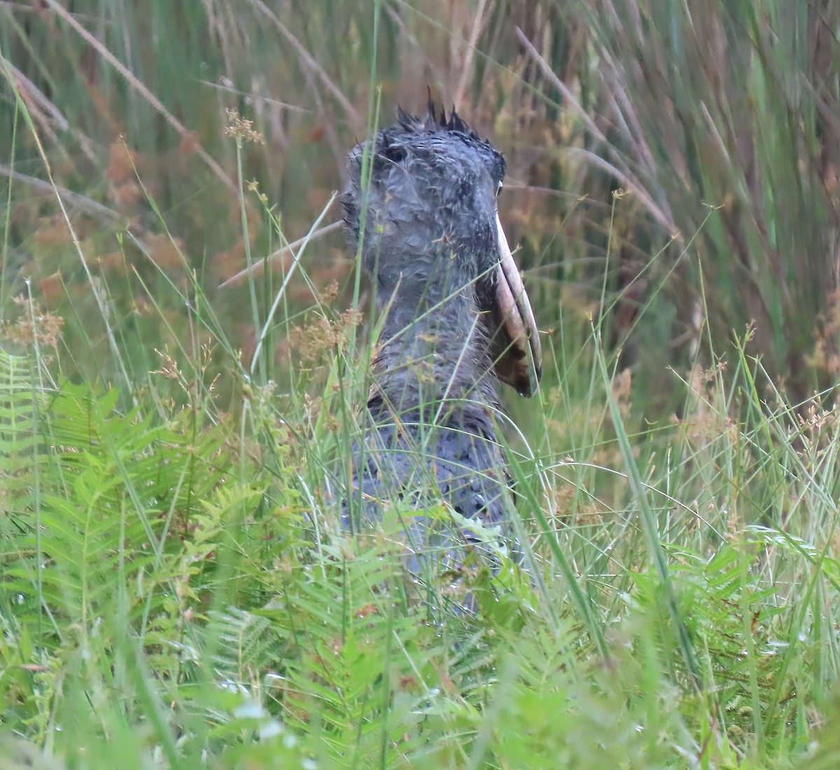 Shoebill - ML616052907