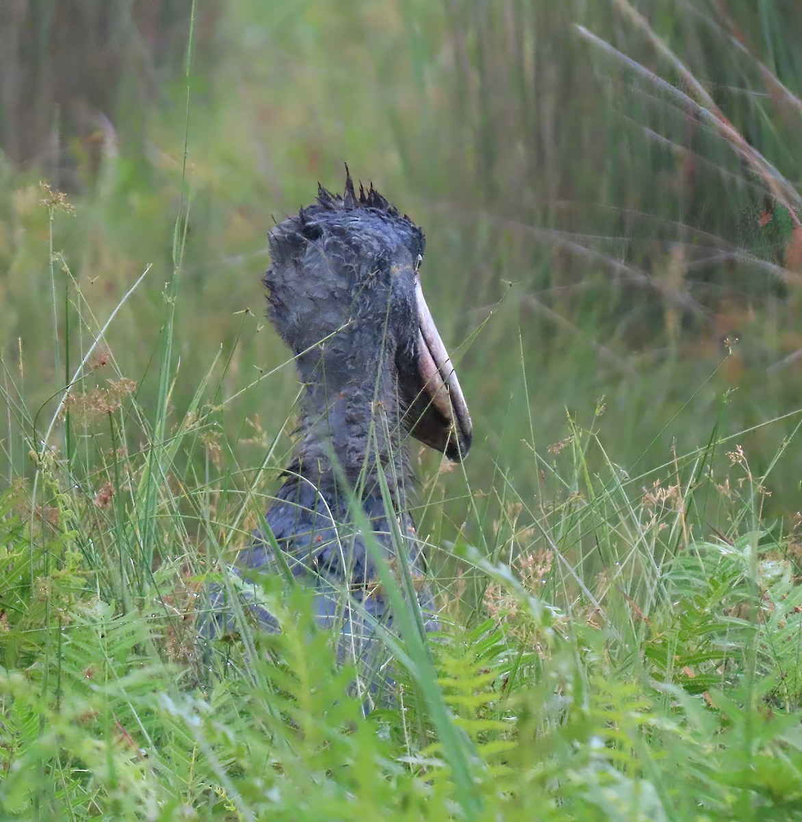 Shoebill - ML616052909