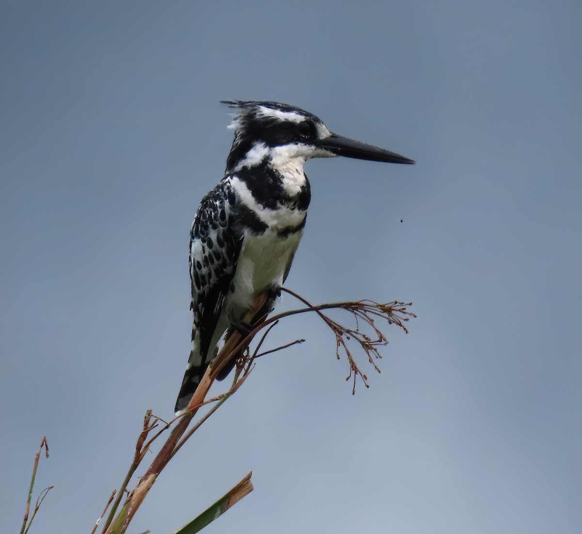 Pied Kingfisher - ML616052937