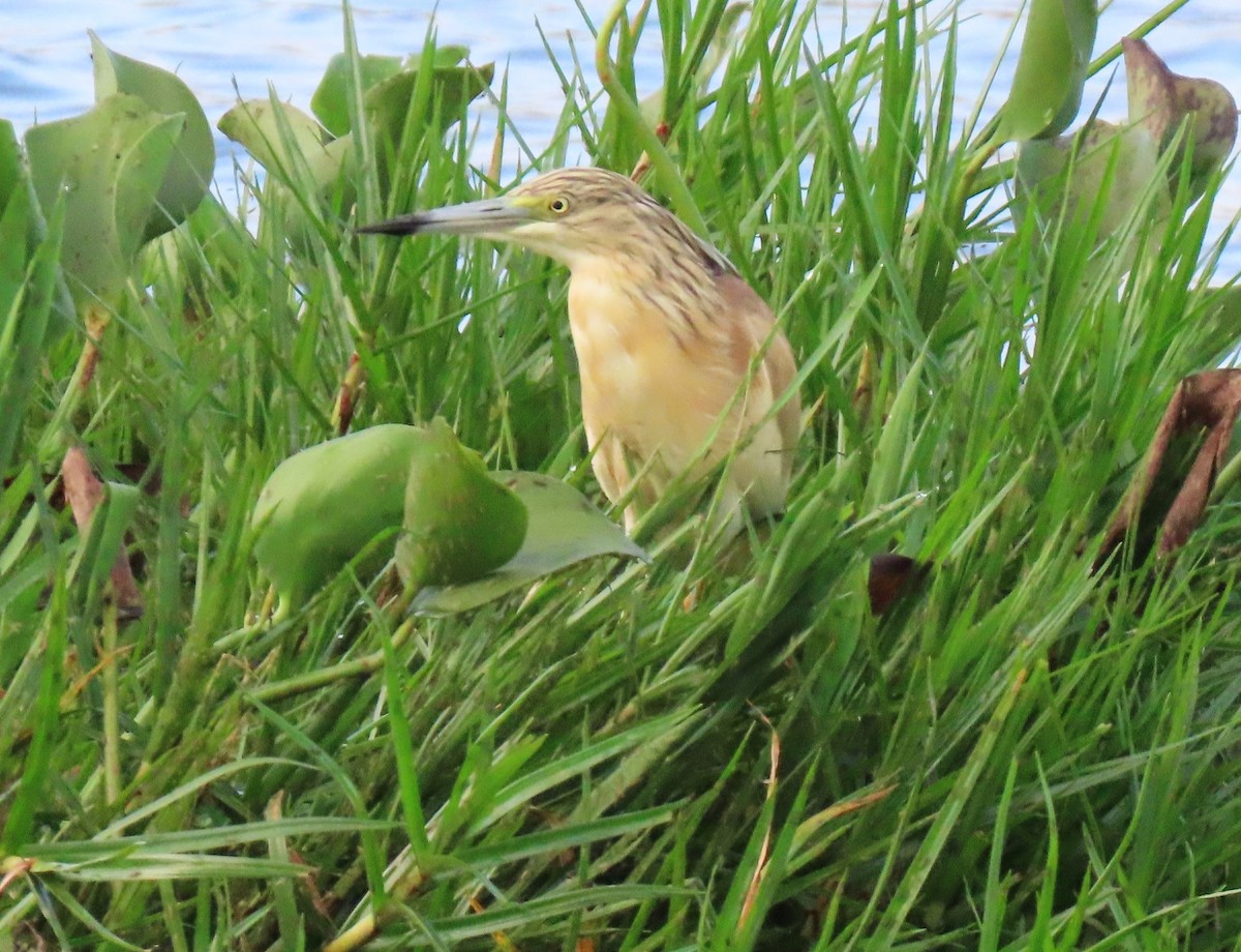 Squacco Heron - ML616052968