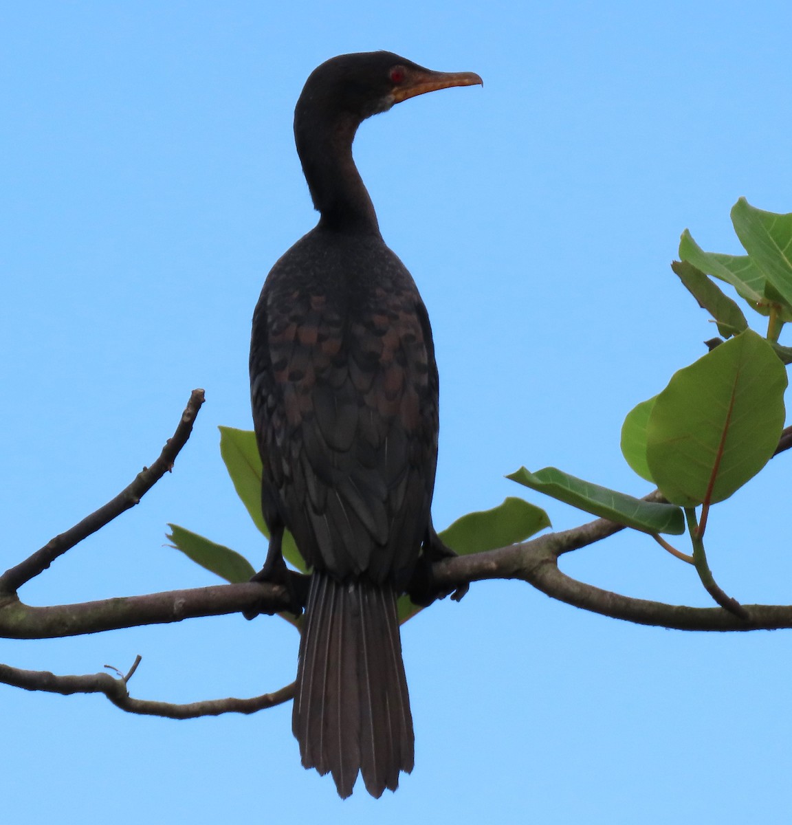 Long-tailed Cormorant - Sheridan Samano
