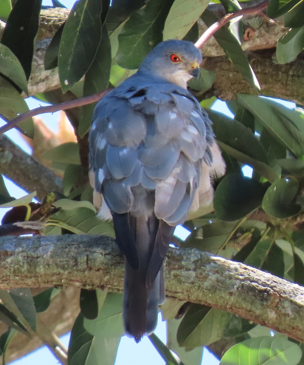 Shikra - Sheridan Samano