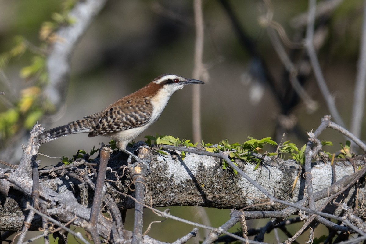 Rufous-naped Wren (Rufous-backed) - ML616053015