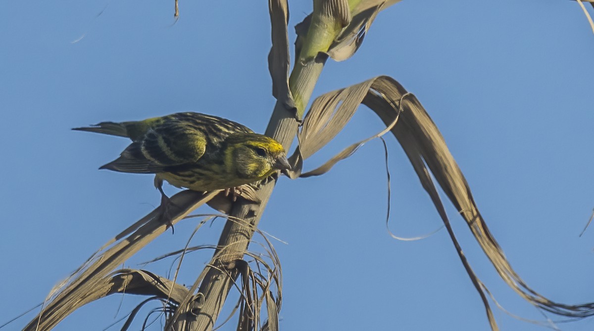 European Serin - Francisco Pires