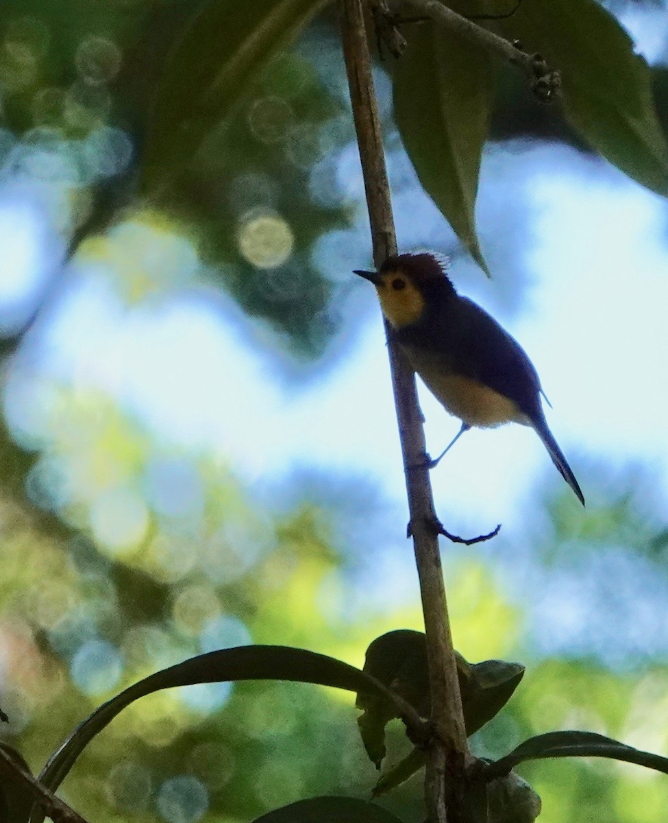 Collared Redstart - ML616053185