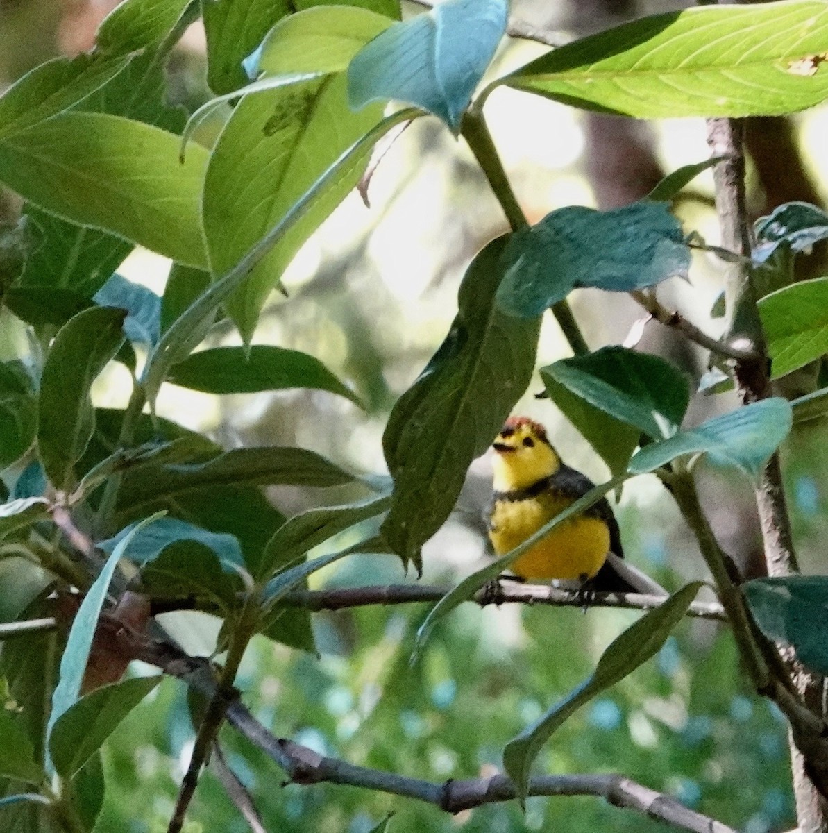 Collared Redstart - ML616053188