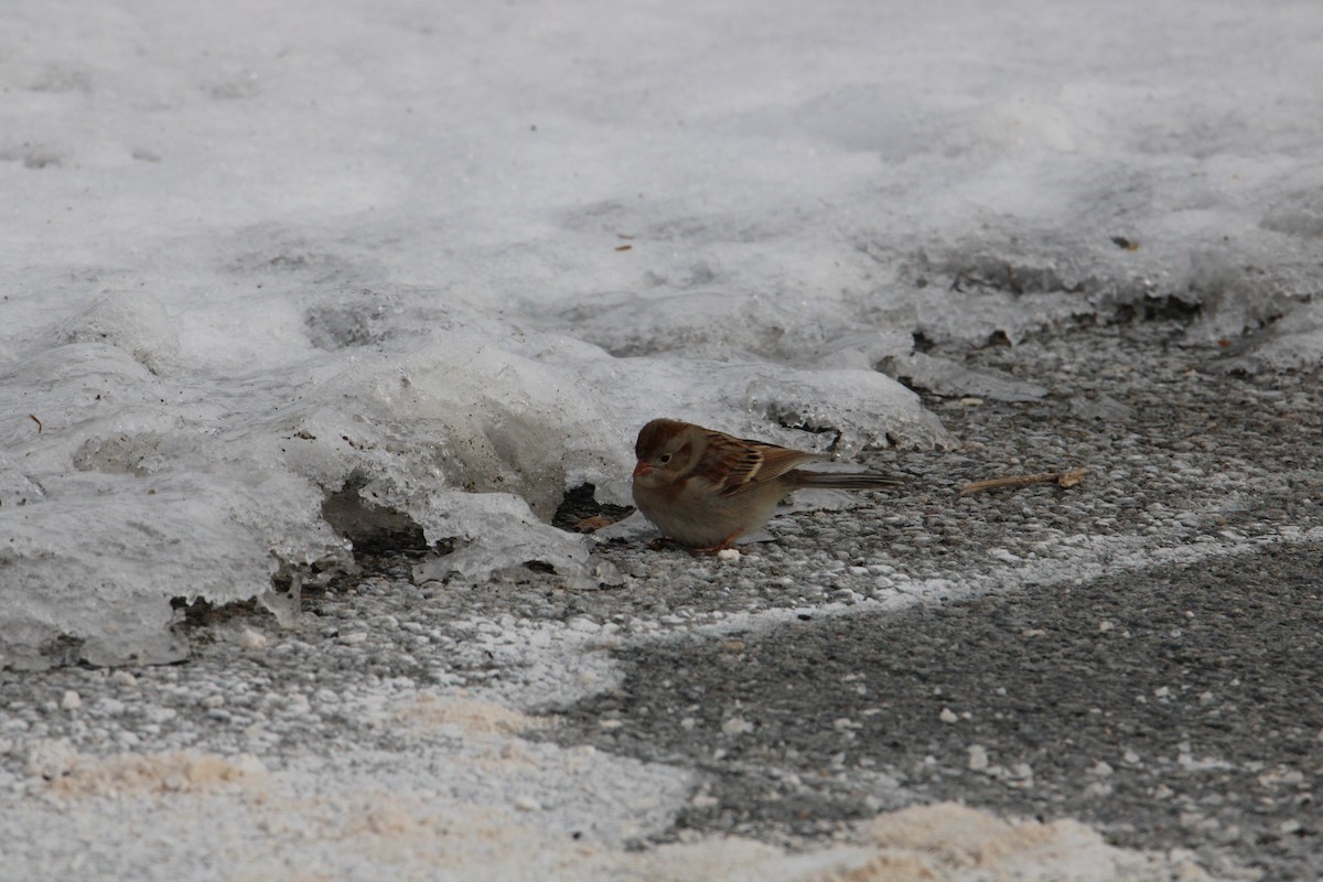 Field Sparrow - ML616053199