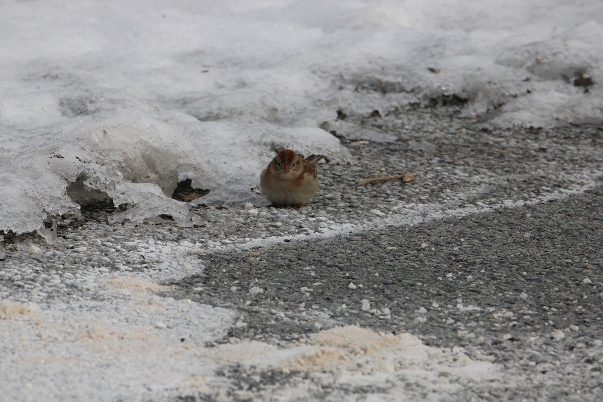 Field Sparrow - ML616053200