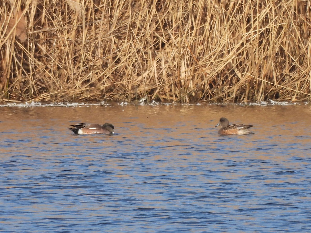 American Wigeon - ML616053201