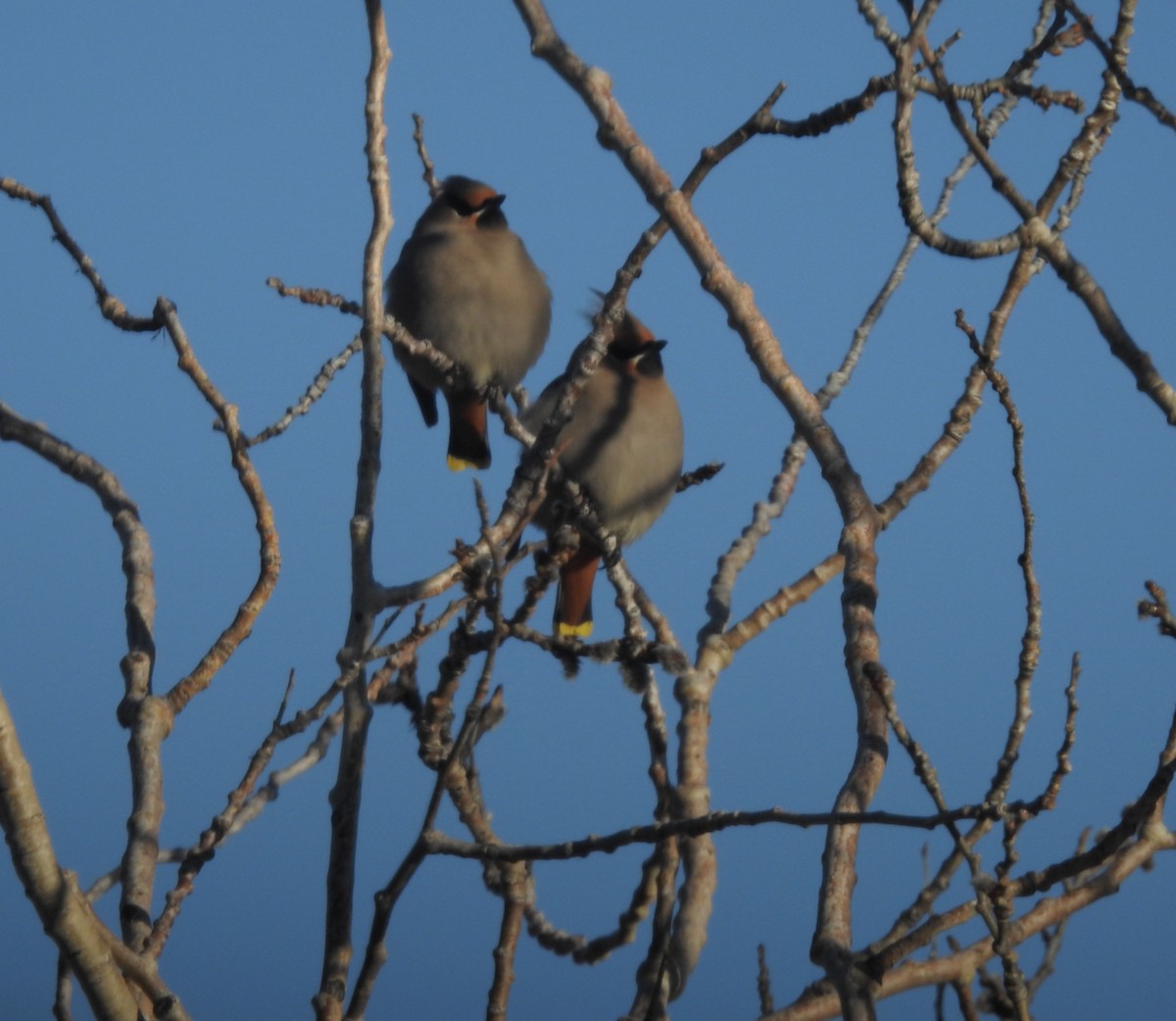 ציצנית - ML616053204