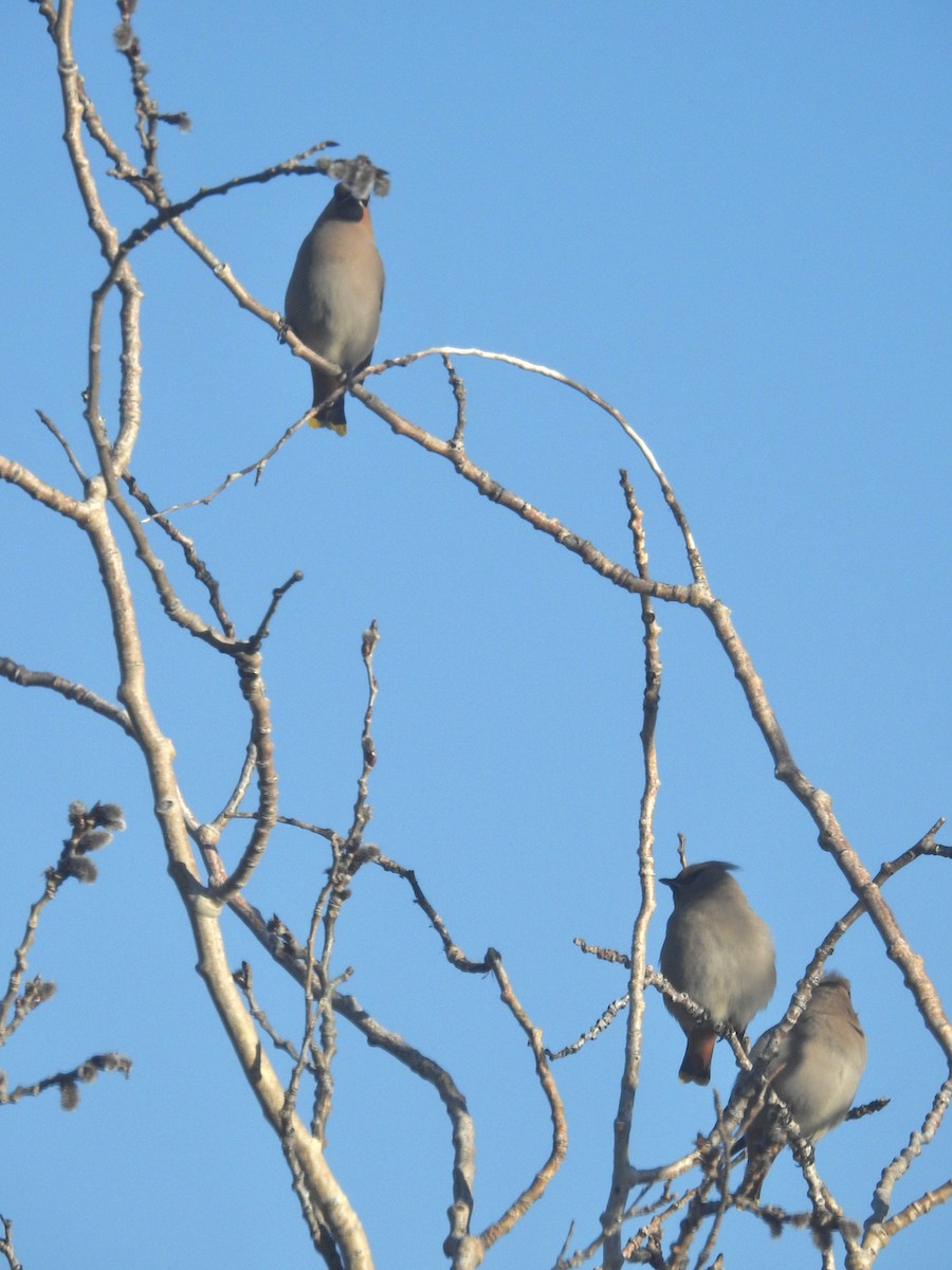 キレンジャク - ML616053205