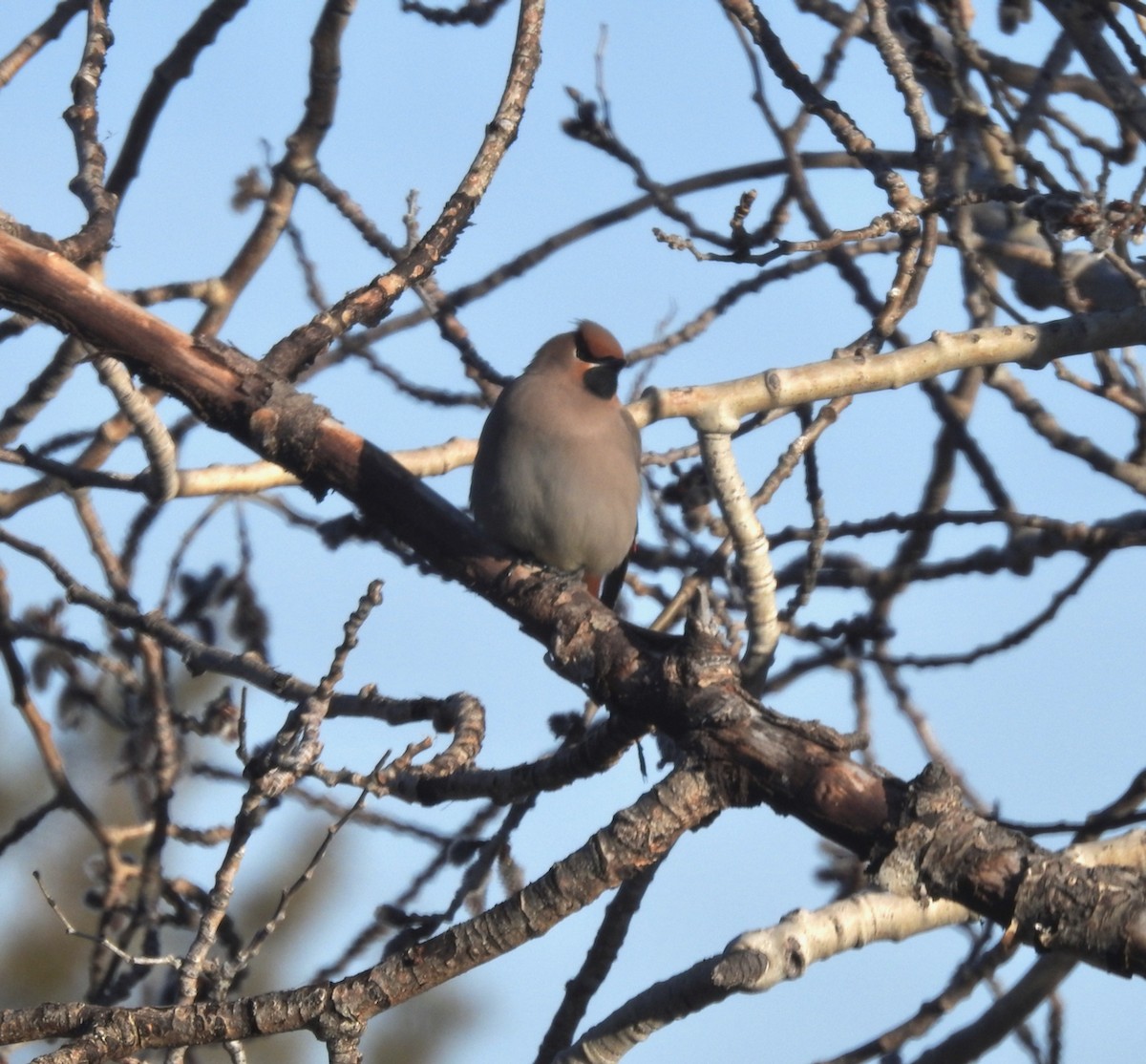 Bohemian Waxwing - ML616053206