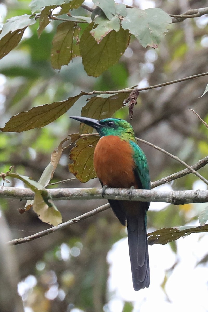 Great Jacamar - Linda Widdop