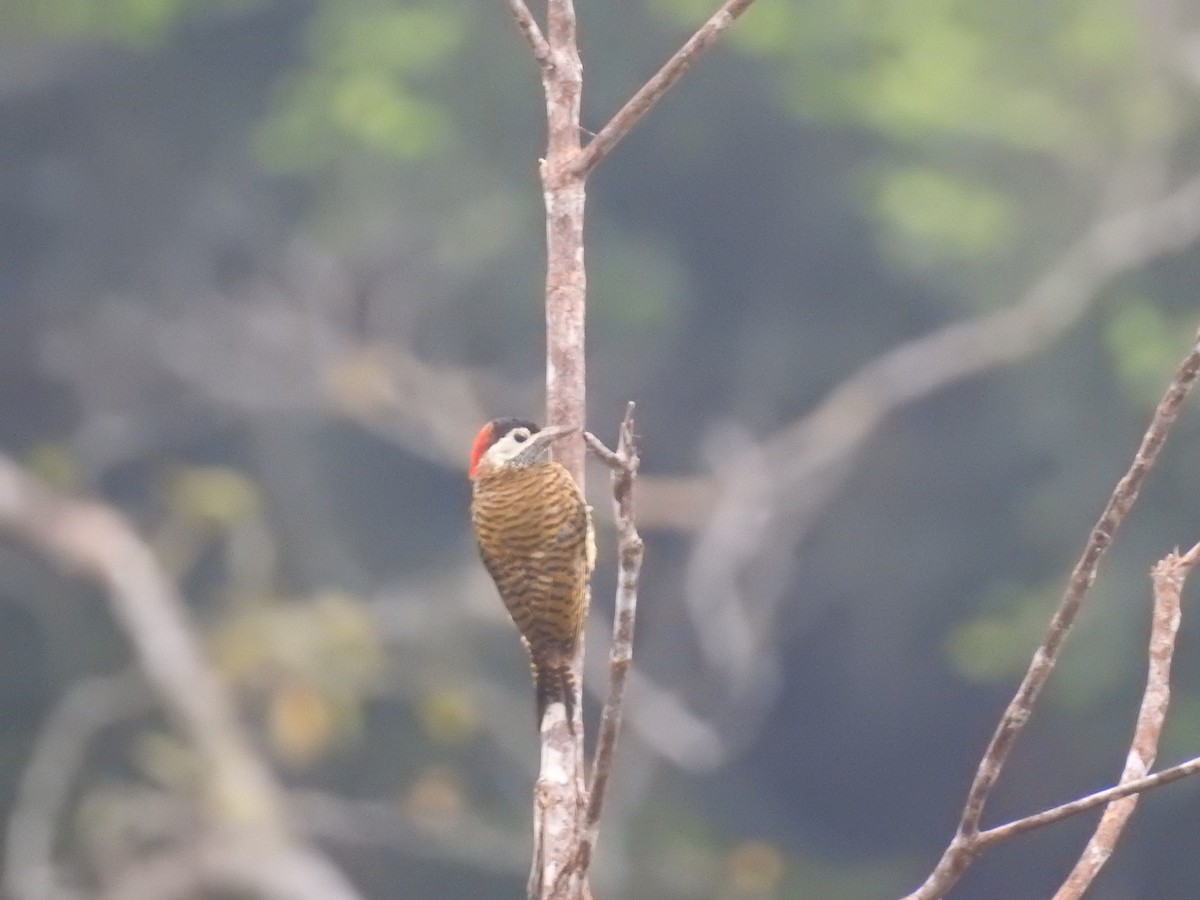 Spot-breasted Woodpecker - David Hilgeman