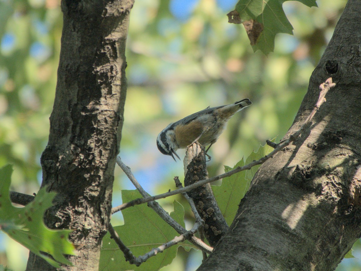 Red-breasted Nuthatch - ML616053289