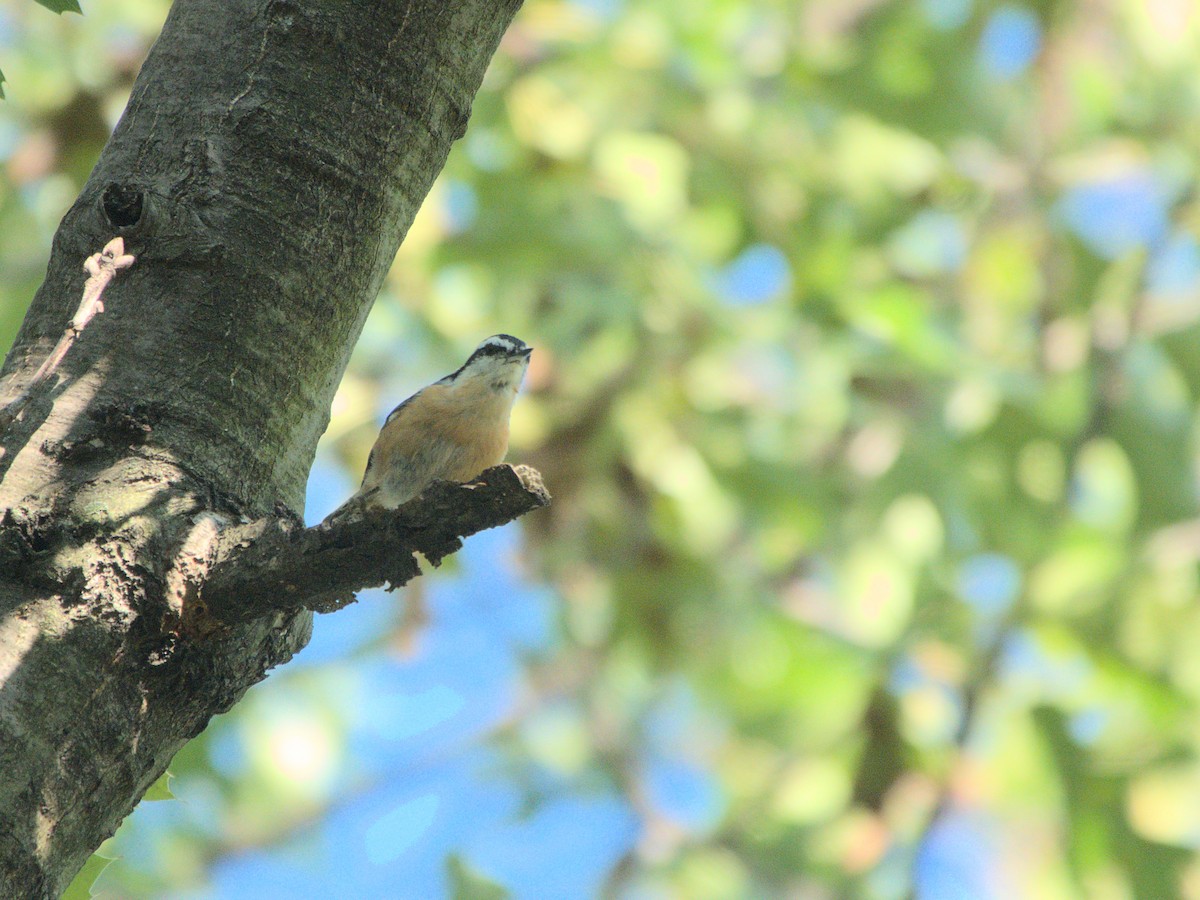 Red-breasted Nuthatch - ML616053290