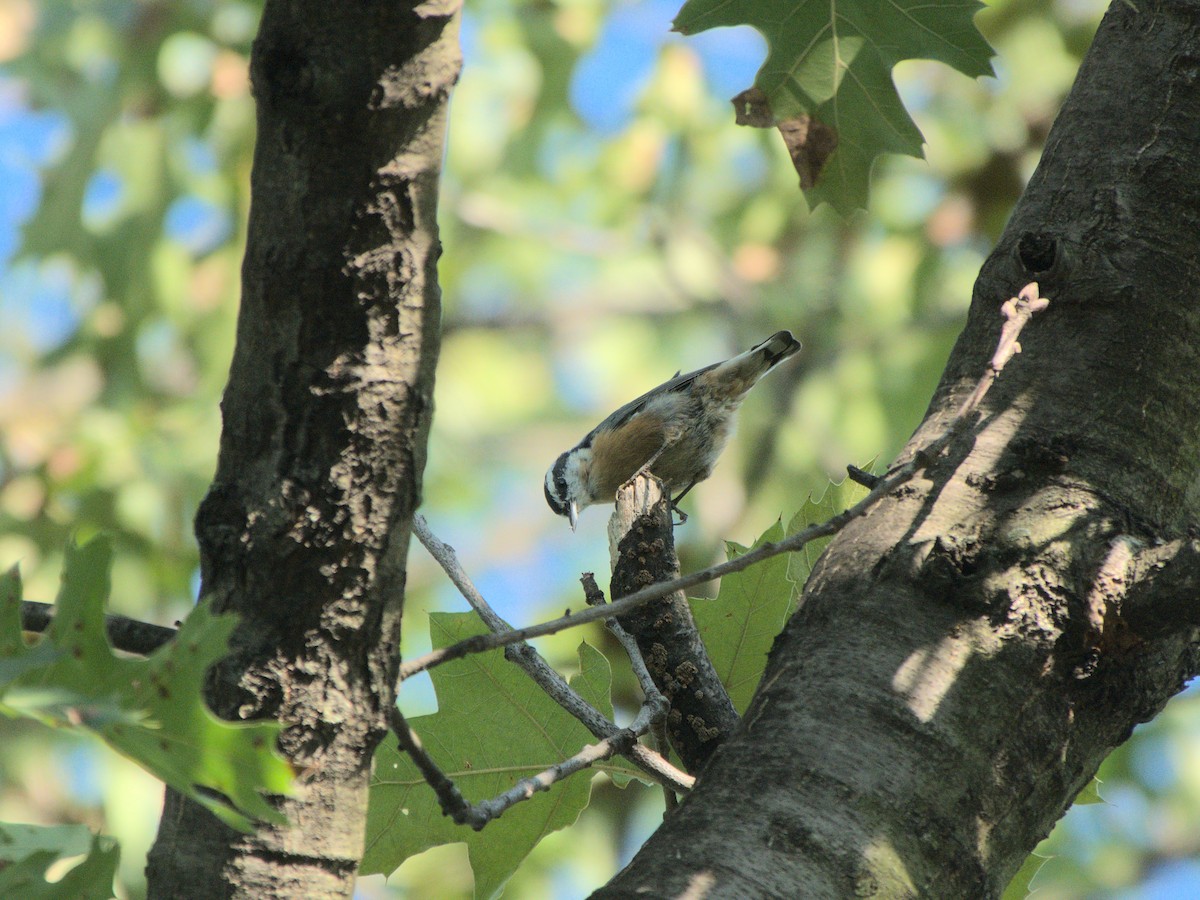 Red-breasted Nuthatch - ML616053292