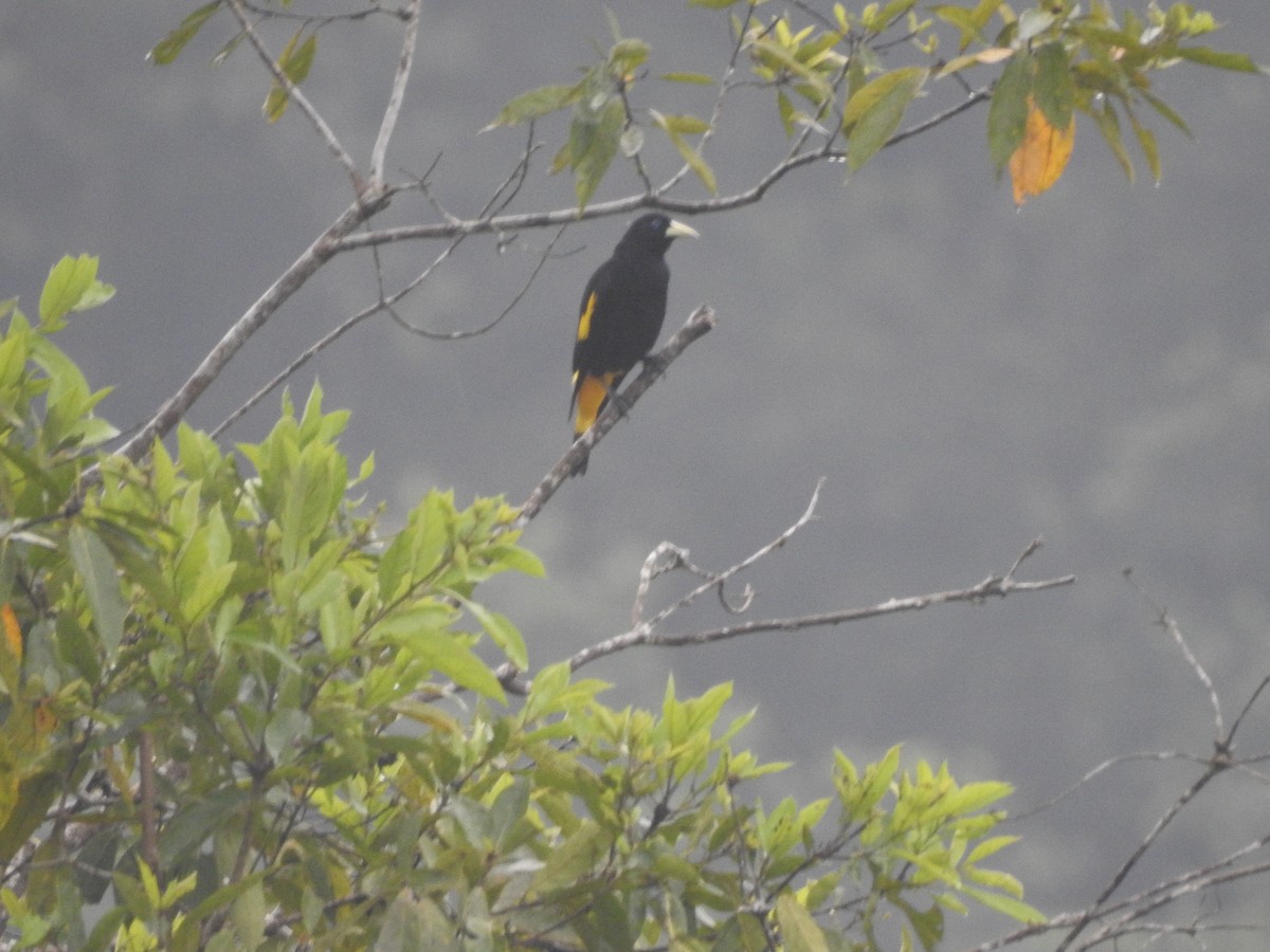 Yellow-rumped Cacique - David Hilgeman