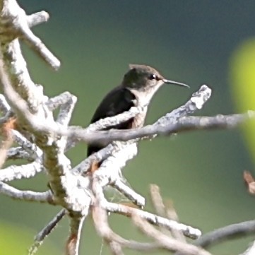 Colibrí Zumbadorcito - ML616053303