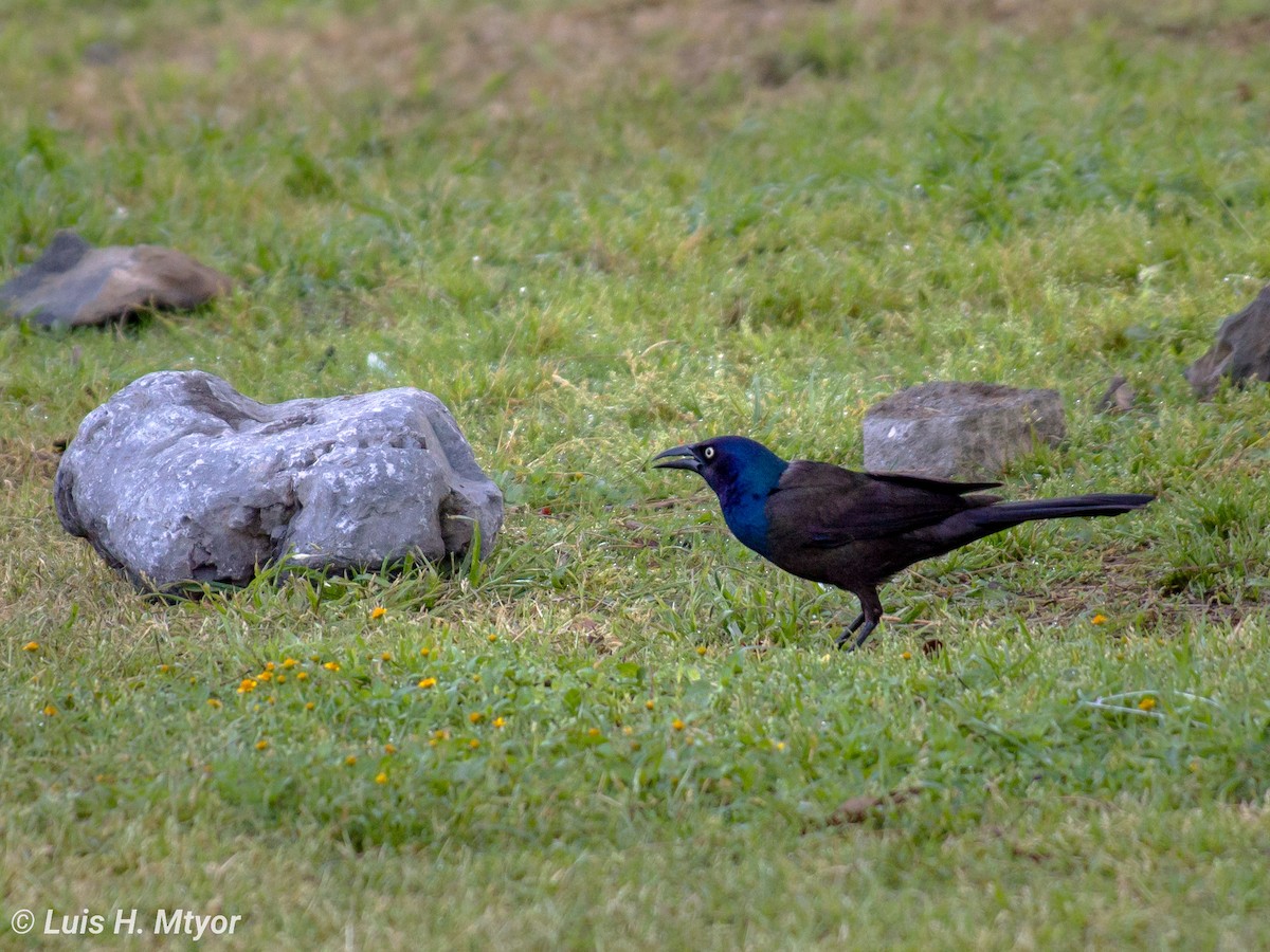 Common Grackle (Bronzed) - ML616053336