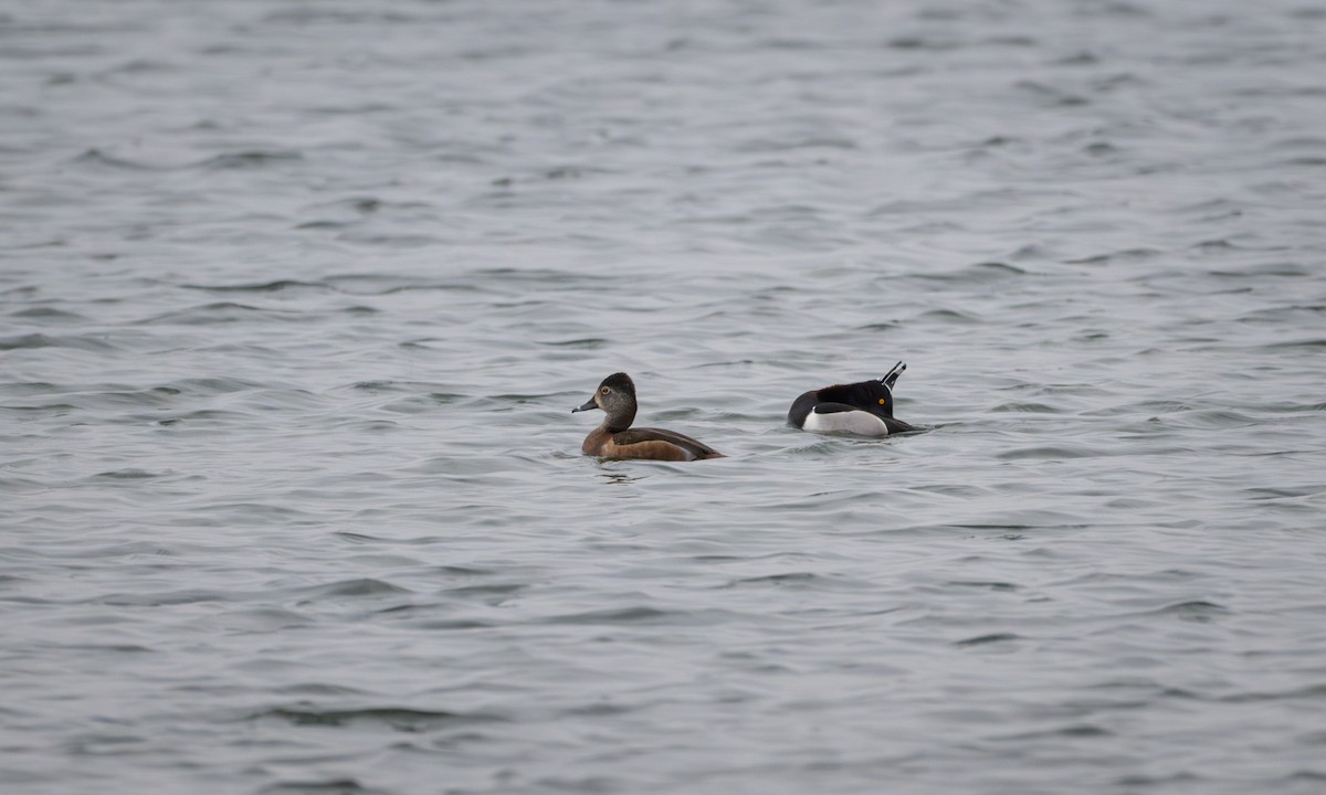 Ring-necked Duck - ML616053340