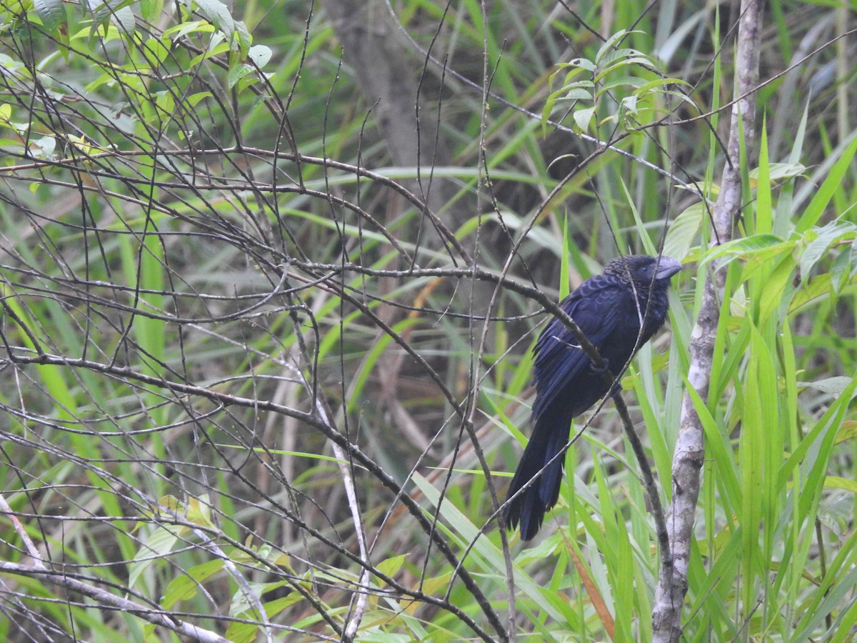 Smooth-billed Ani - ML616053341