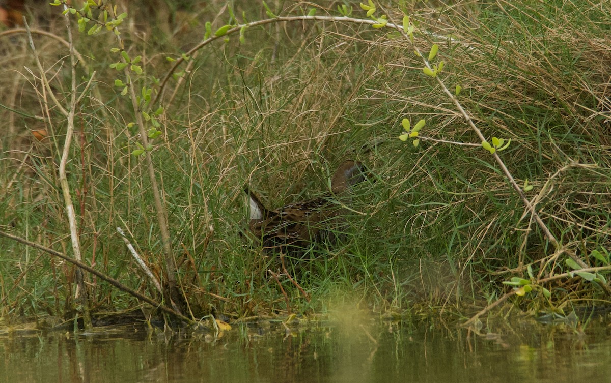 chřástal karolínský - ML616053359