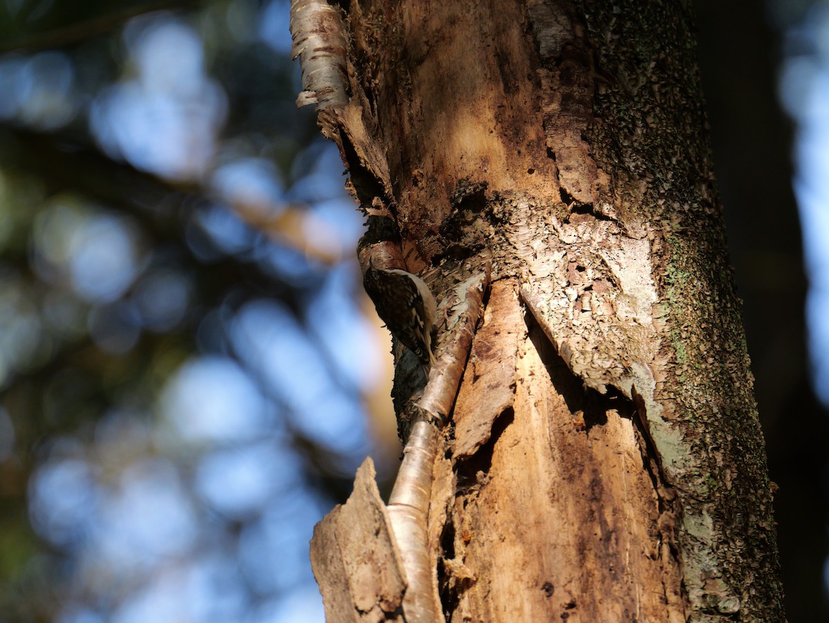 Brown Creeper - ML616053375