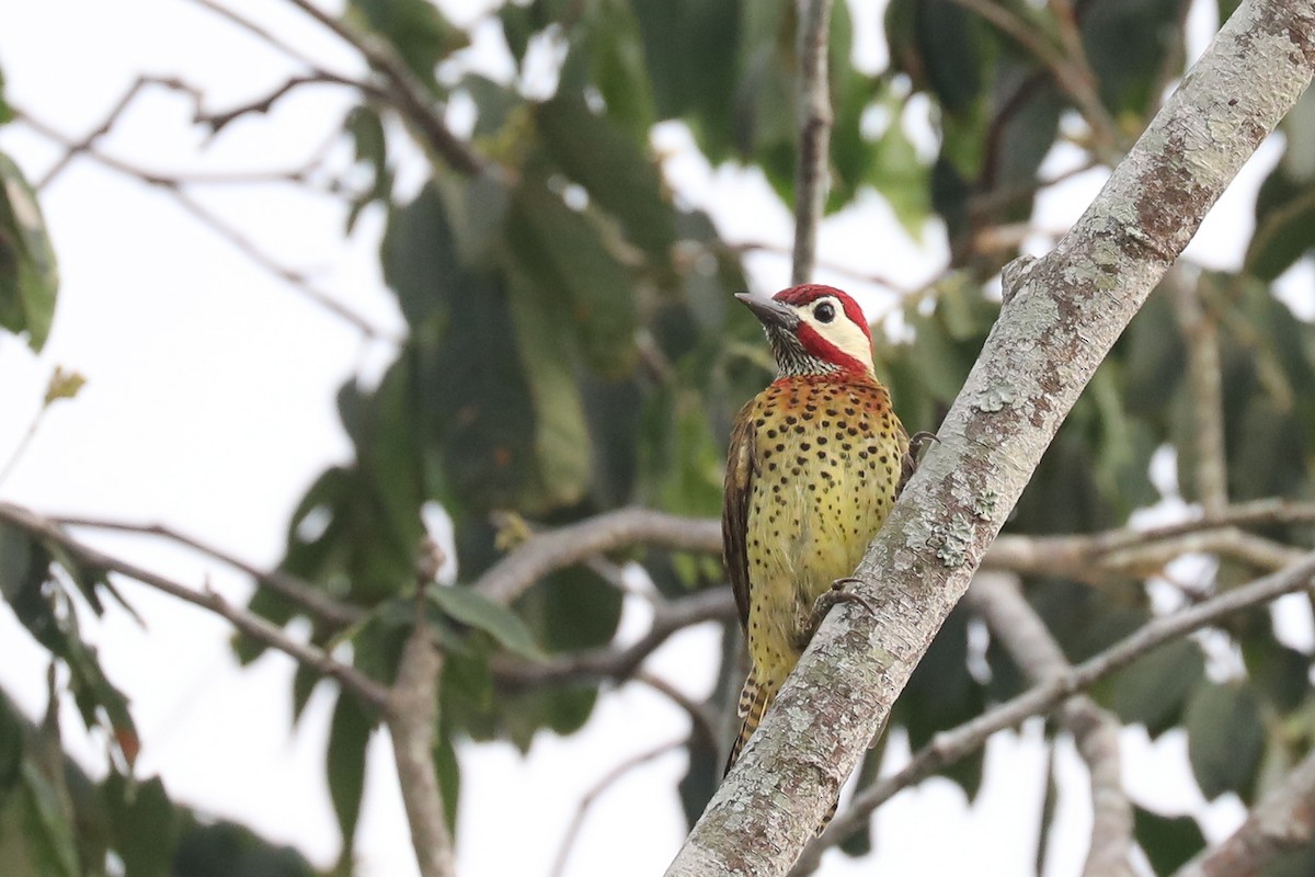 Spot-breasted Woodpecker - ML616053467