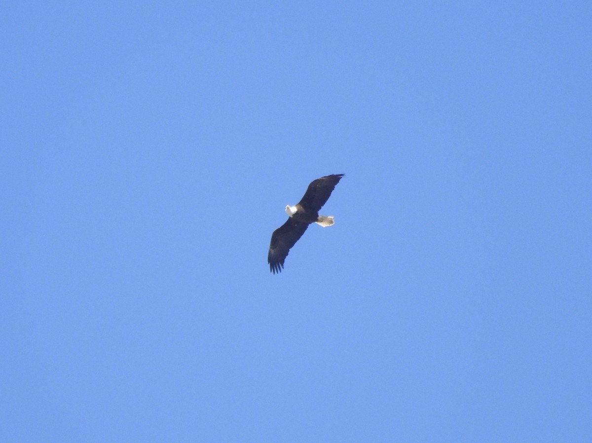 Bald Eagle - Michelle Bélanger