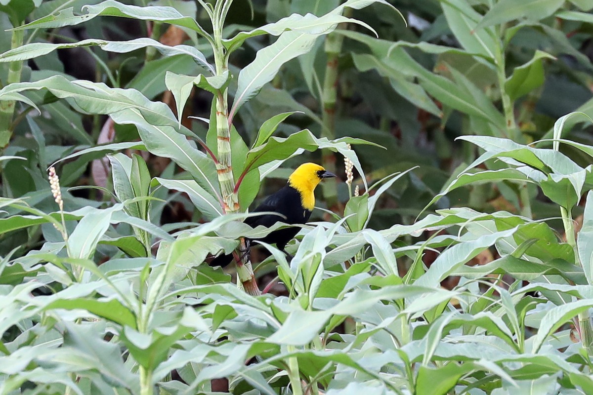 Yellow-hooded Blackbird - ML616053536