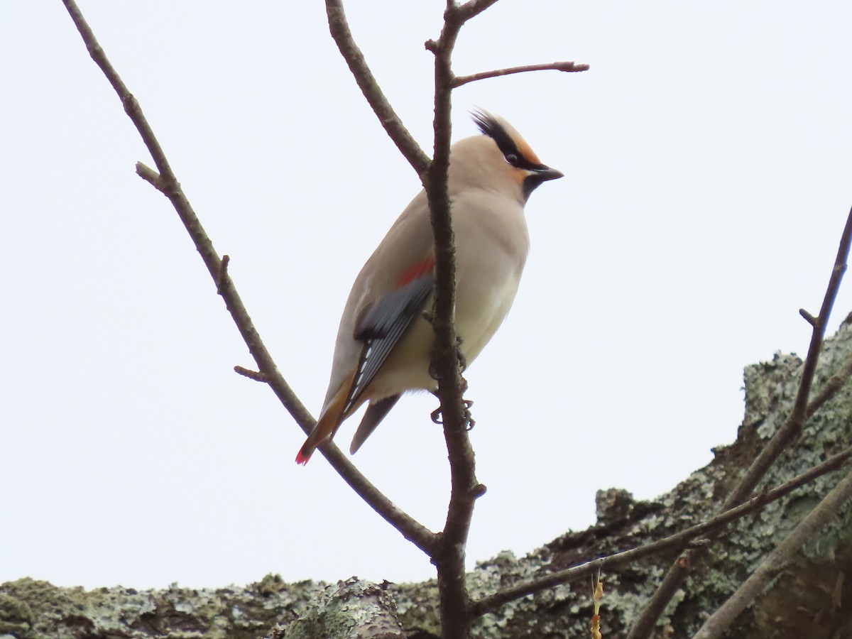 Japanese Waxwing - Kyle Leader