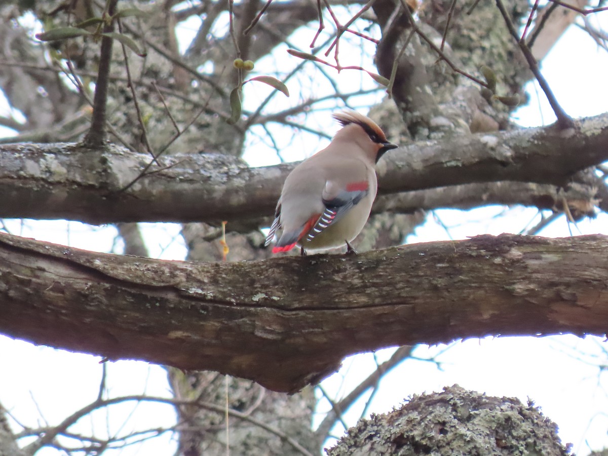 Japanese Waxwing - Kyle Leader