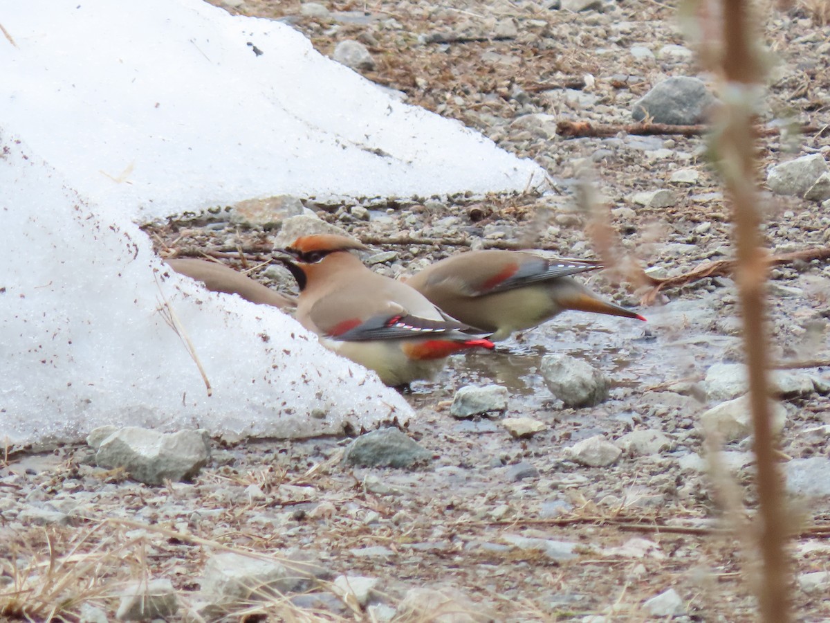 Japanese Waxwing - ML616053562